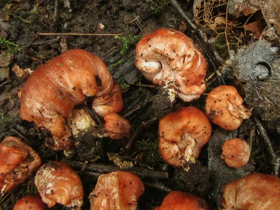 Podohydnangium australe image