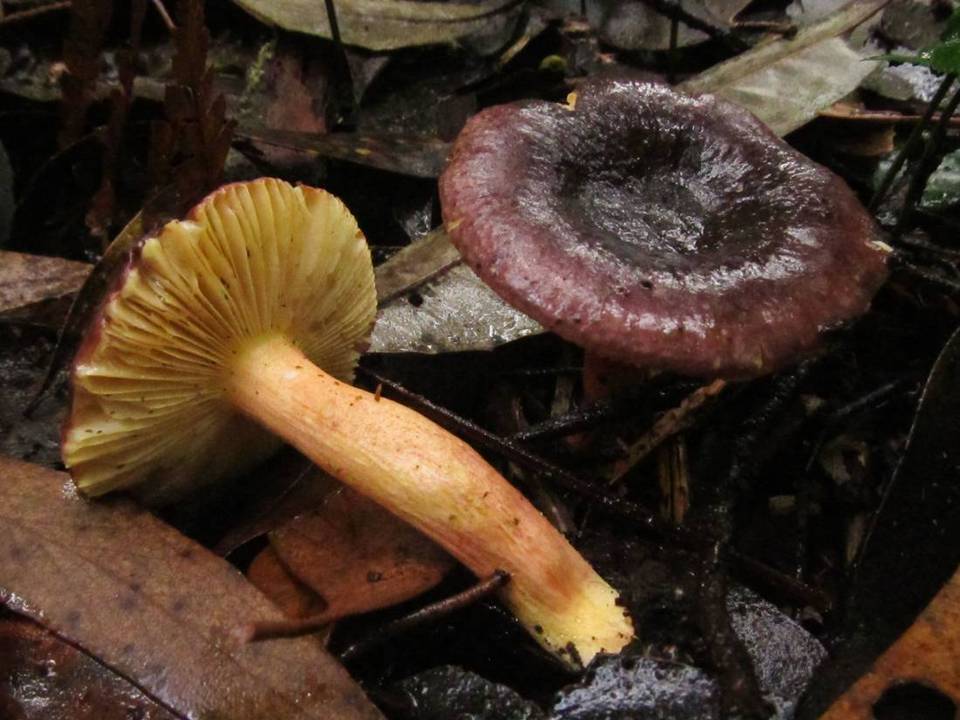 Russula lenkunya image