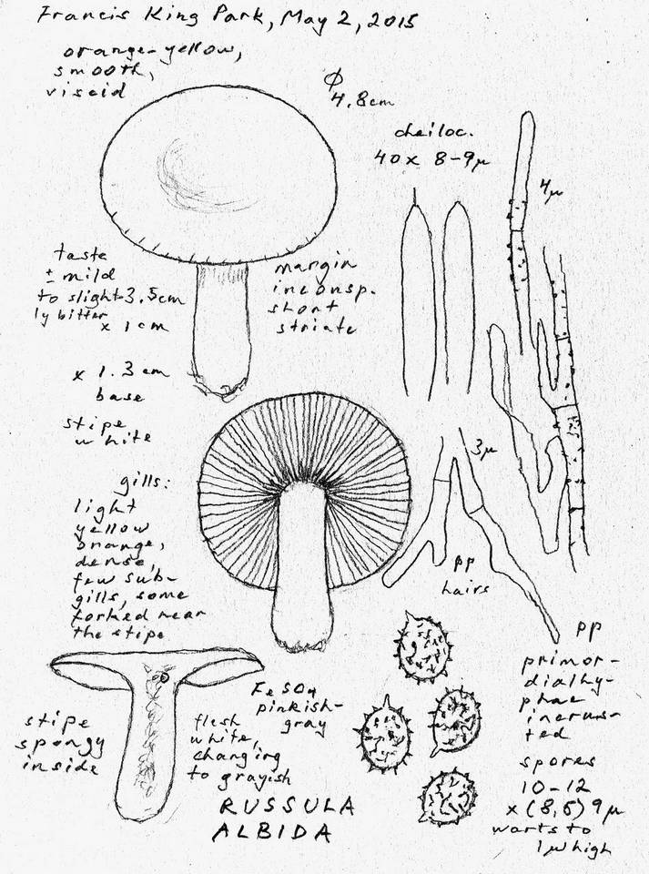 Russula albida image