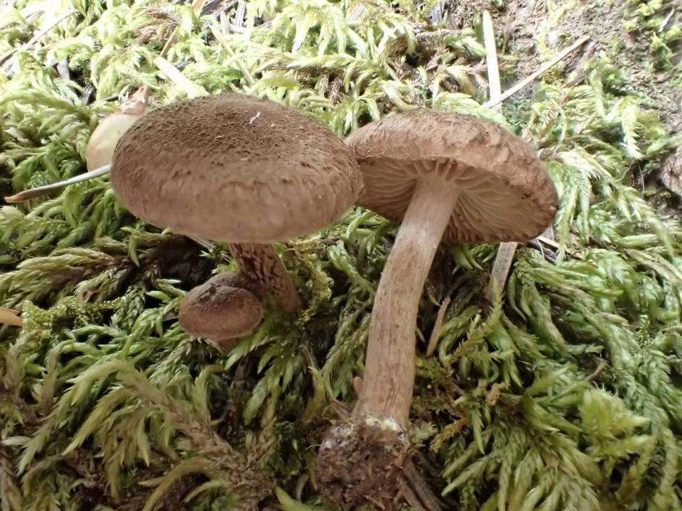 Inocybe lacera var. lacera image