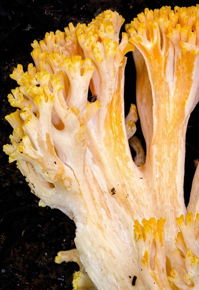Ramaria capitata var. ochraceosalmonicolor image