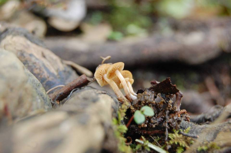 Alnicola citrinella image