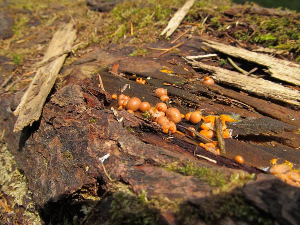 Lycogala epidendrum image