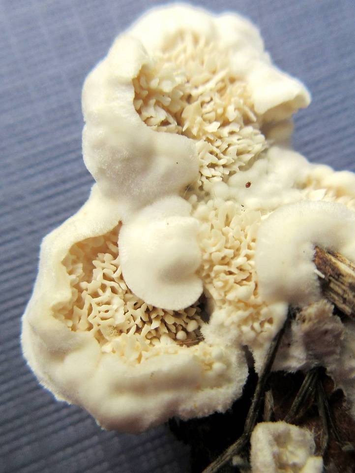 Tyromyces leucospongia image