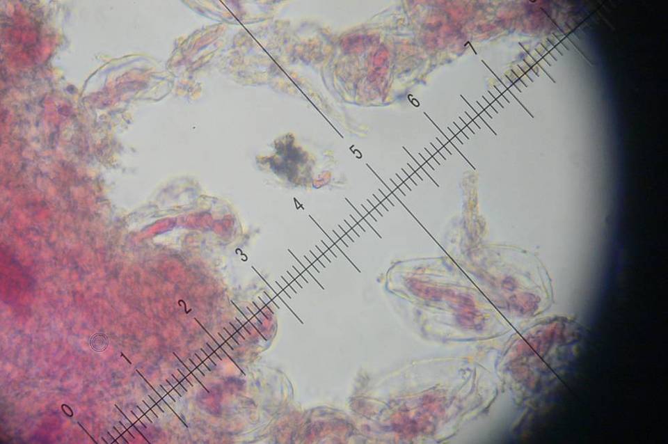 Amanita roseitincta image