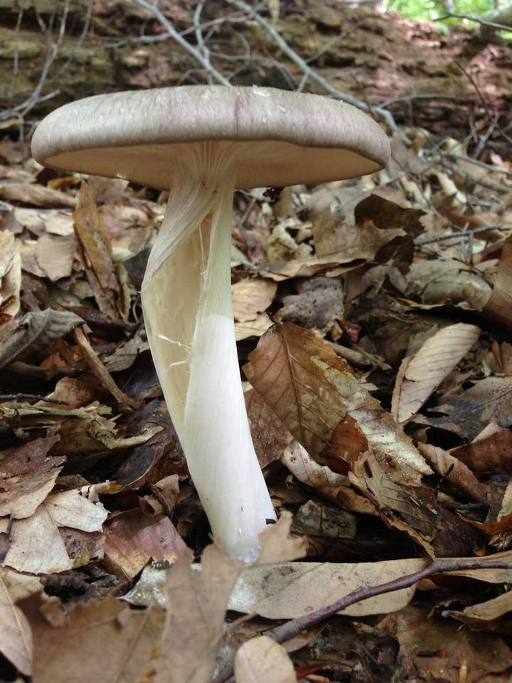 Megacollybia rodmani image