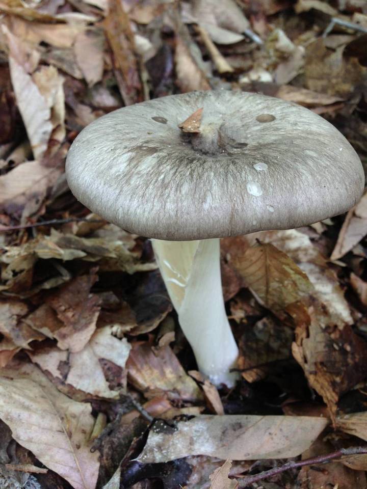 Megacollybia rodmani image