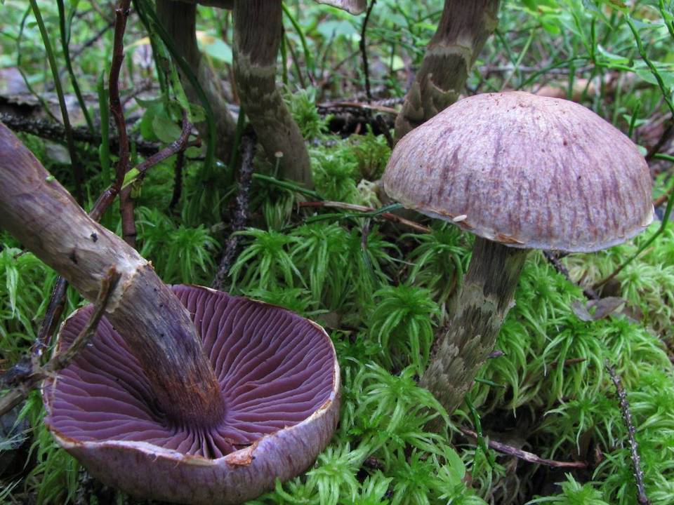 Cortinarius ionophyllus image