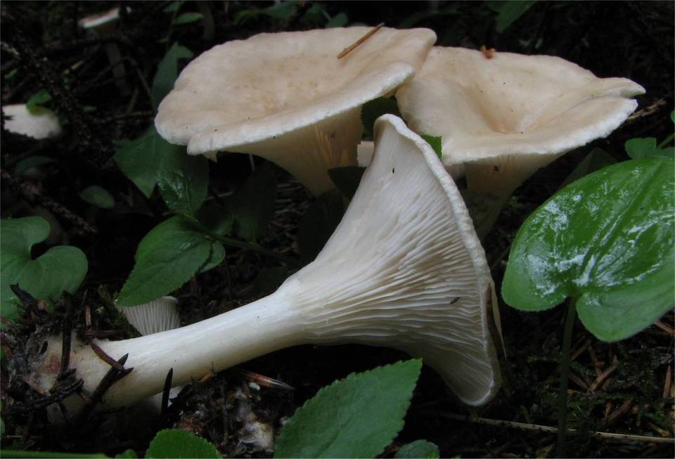 Clitocybe catinus image