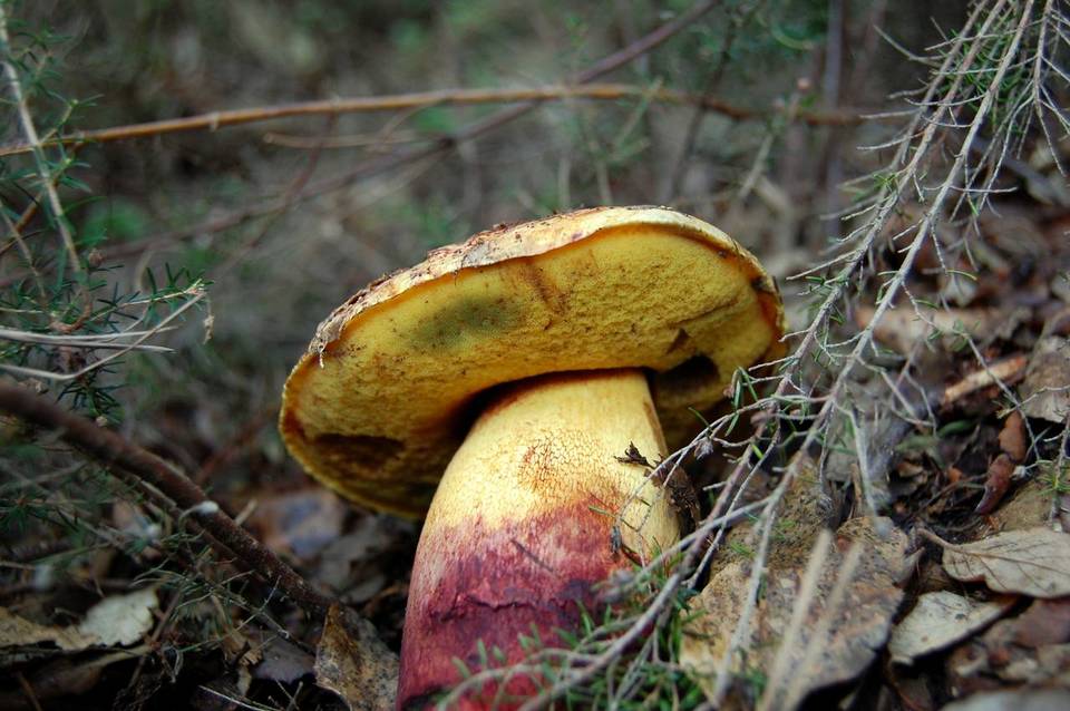 Imperator rhodopurpureus image