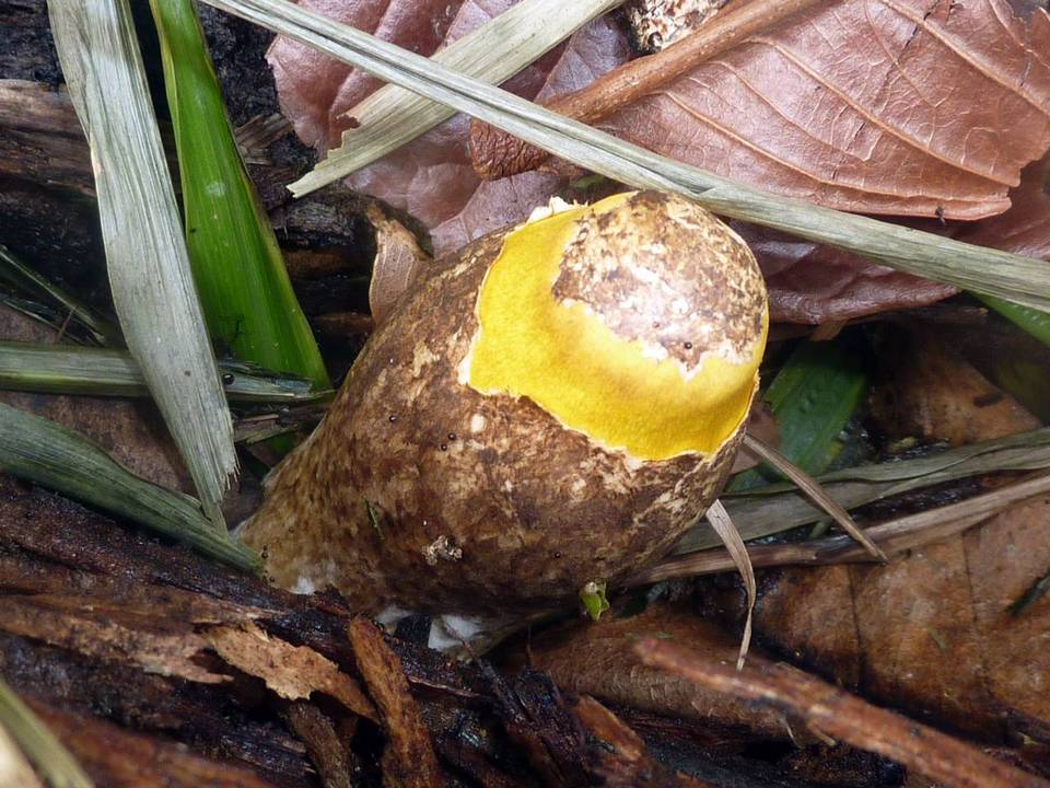 Volvariella bombycina var. flaviceps image