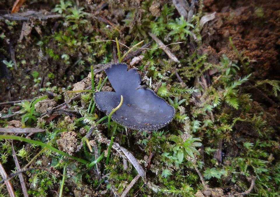 Helvella rivularis image