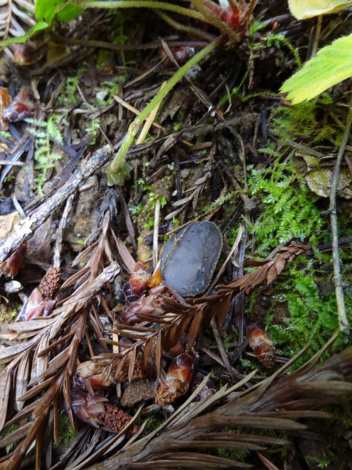 Helvella rivularis image