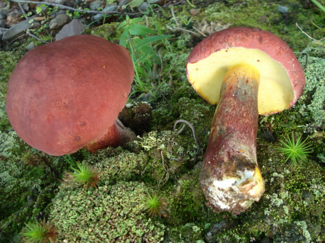 Baorangia image