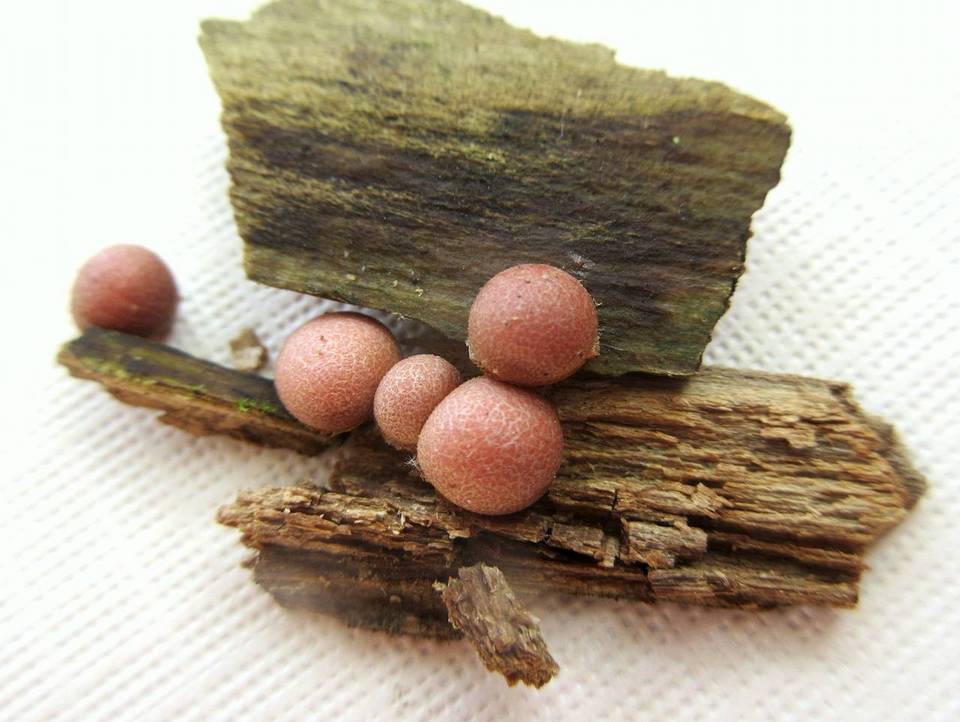 Lycogala epidendrum image