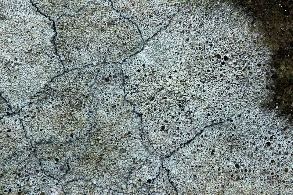 Lecanora perplexa image