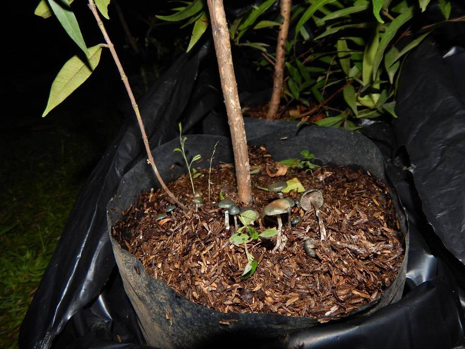 Psilocybe subaeruginascens image
