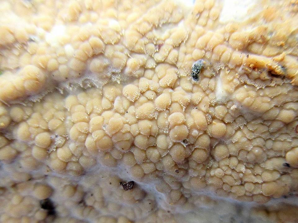 Radulomyces confluens image