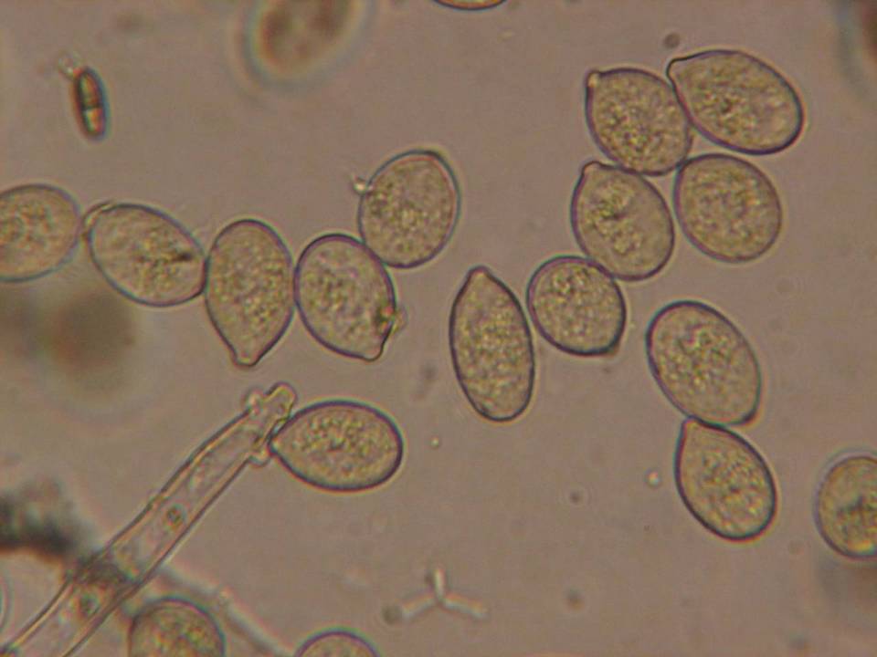 Botryobasidium image