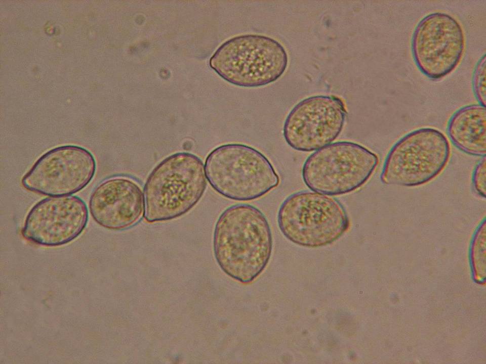 Botryobasidium conspersum image