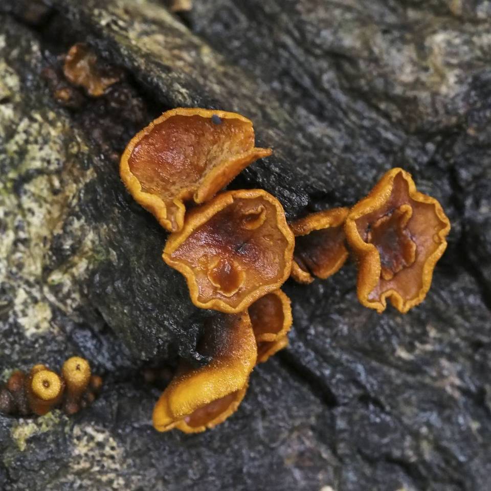 Encoelia image