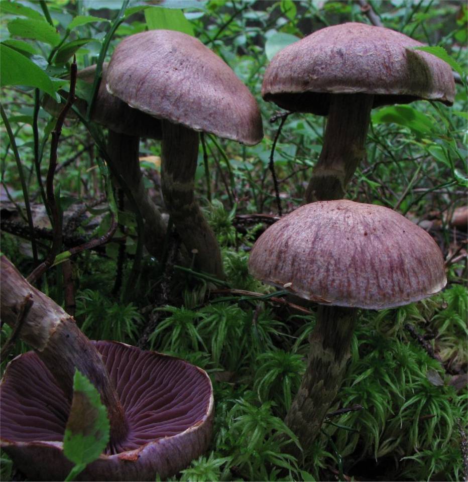 Cortinarius ionophyllus image