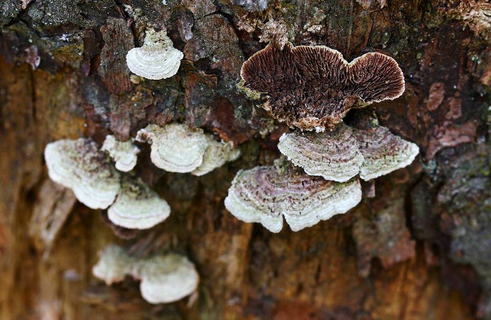 Trichaptum laricinum image