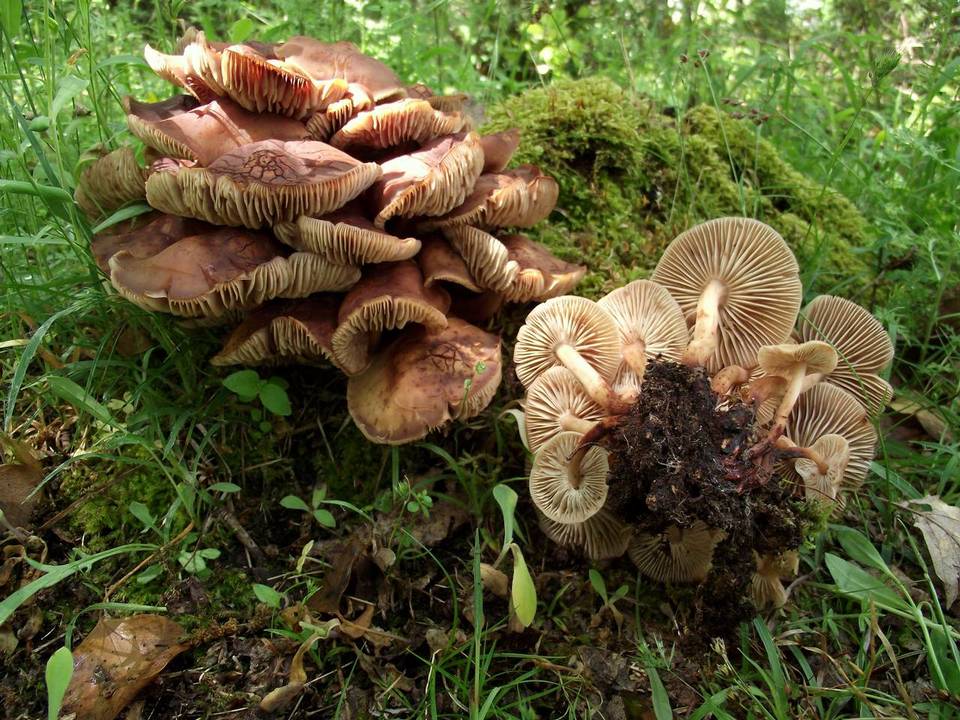 Gymnopus fusipes image