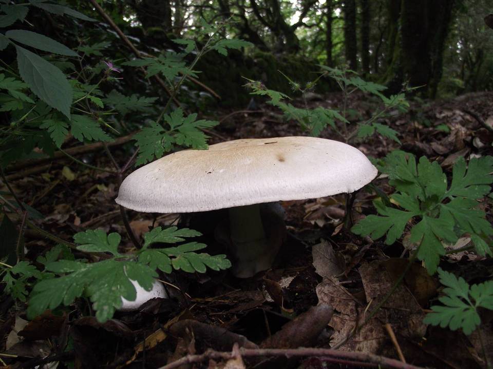 Agaricus silvicola f. silvicola image