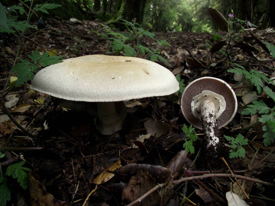 Agaricus silvicola f. silvicola image