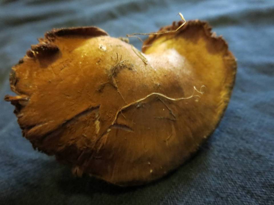 Cortinarius lucorum image