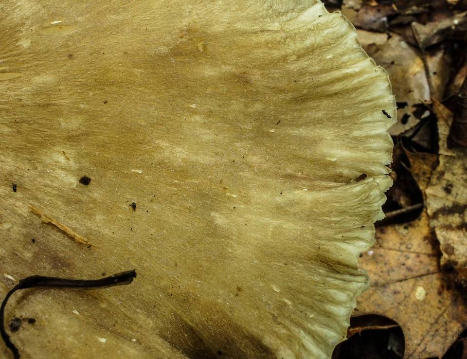 Megacollybia rodmani image