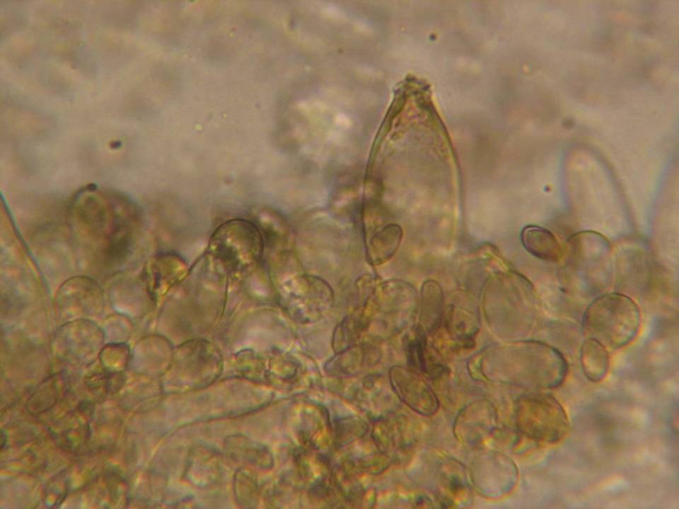 Inocybe lacera var. helobia image