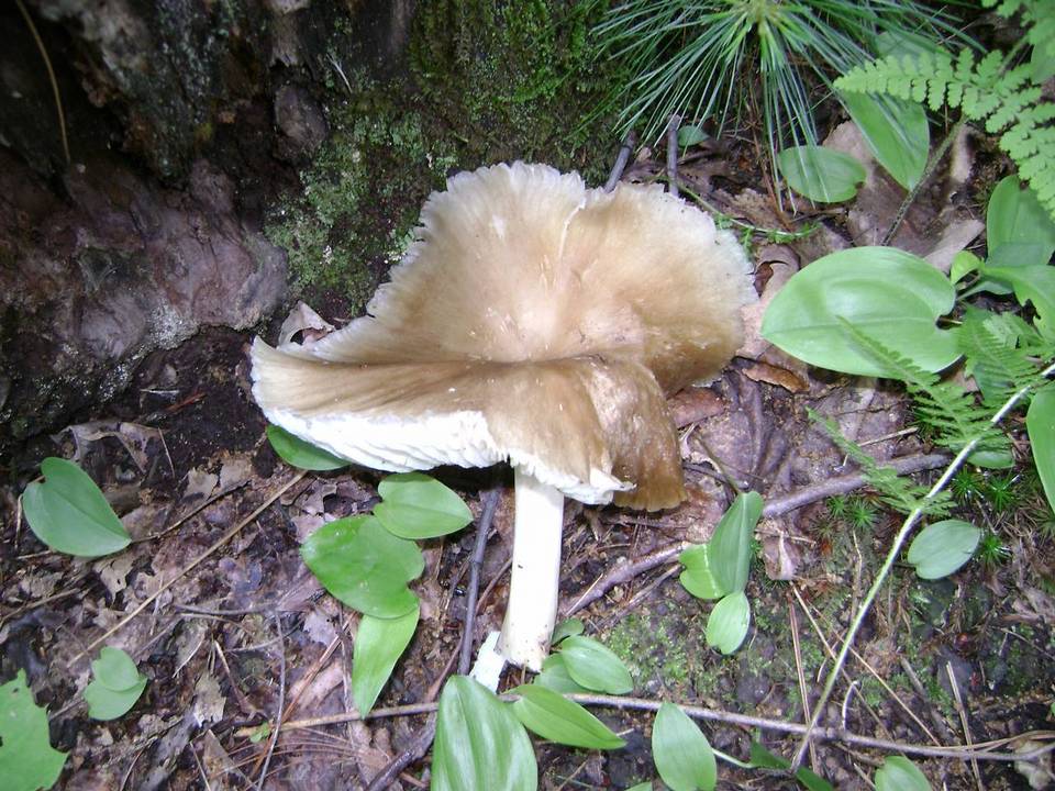 Megacollybia rodmani image