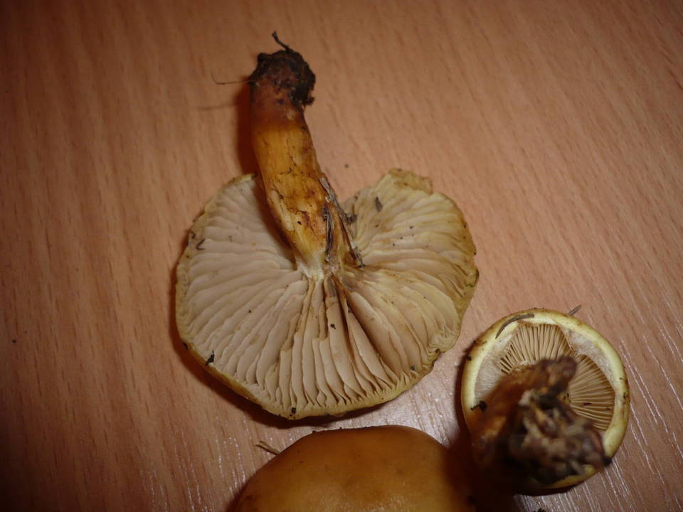 Pholiota elegans image