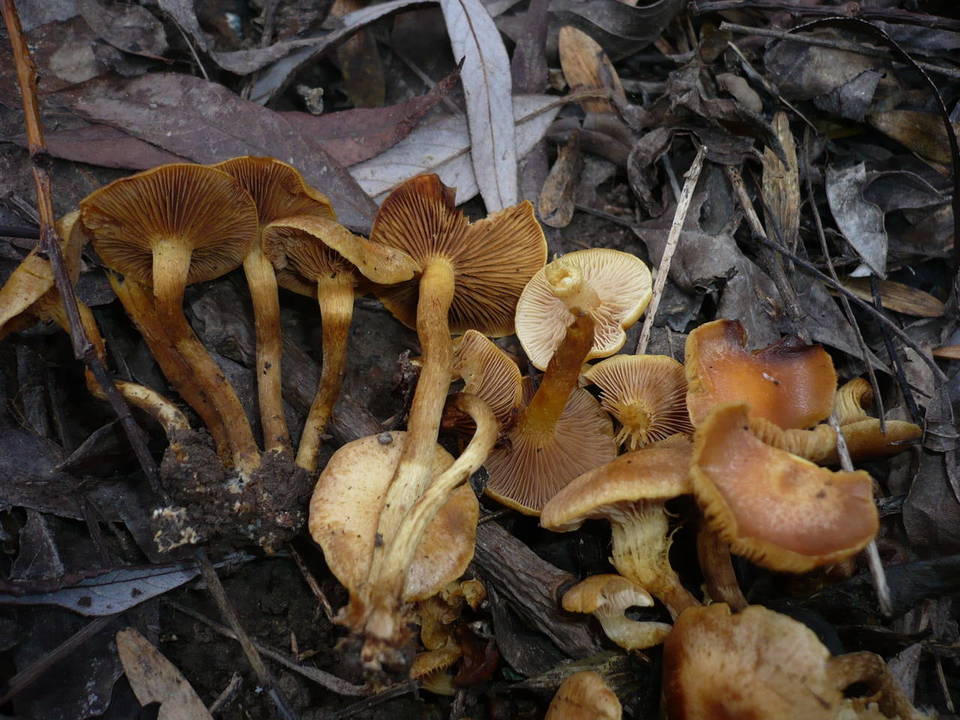 Pholiota conissans image