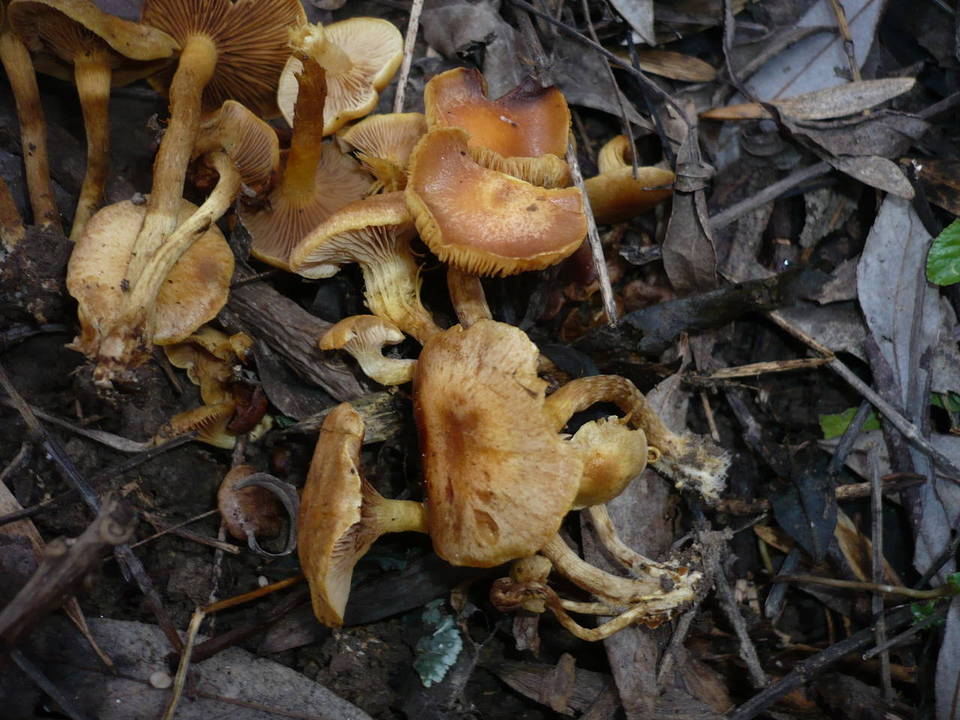 Pholiota conissans image
