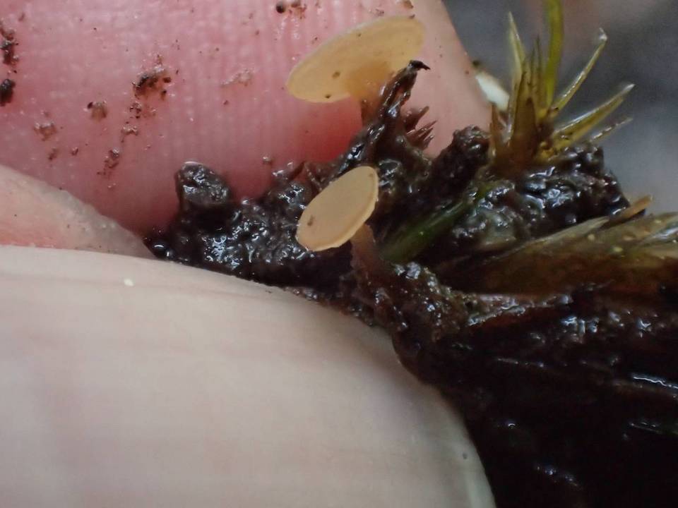 Rutstroemia calopus image