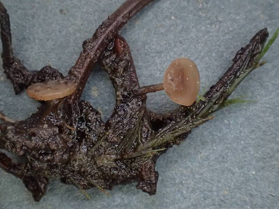 Rutstroemia calopus image