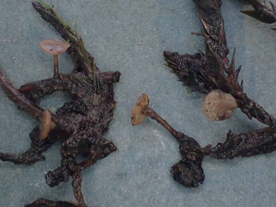 Rutstroemia calopus image