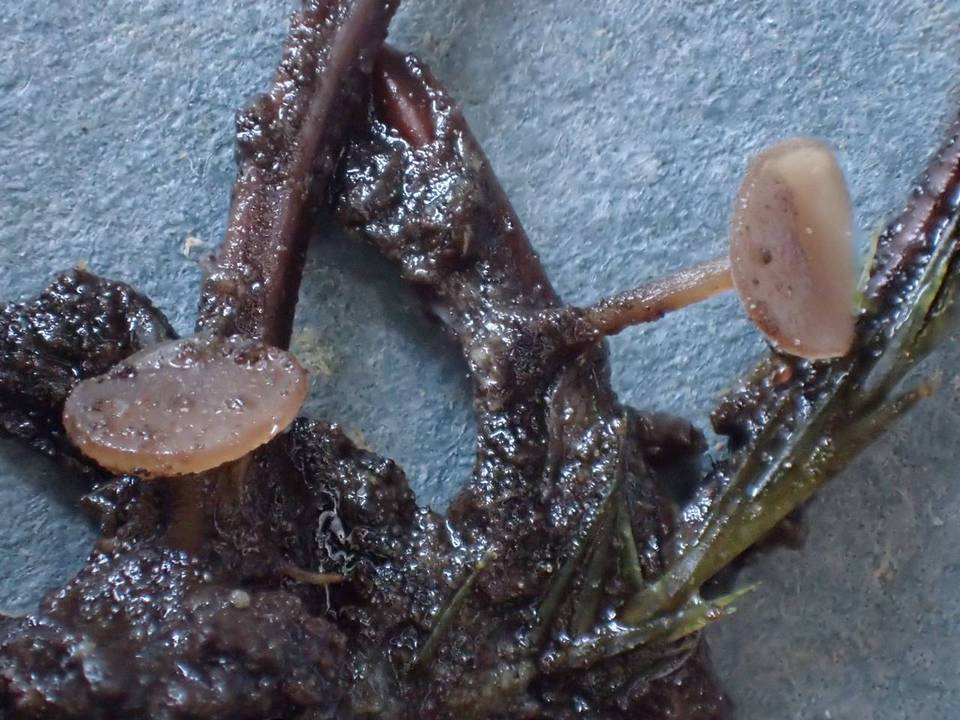 Rutstroemia calopus image
