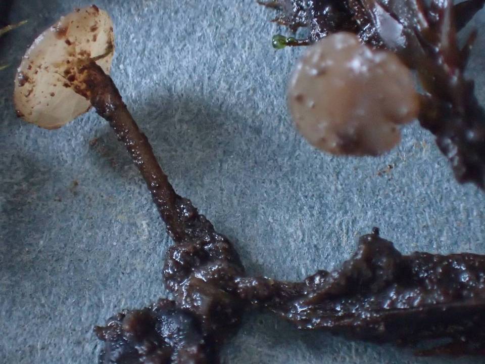 Rutstroemia calopus image