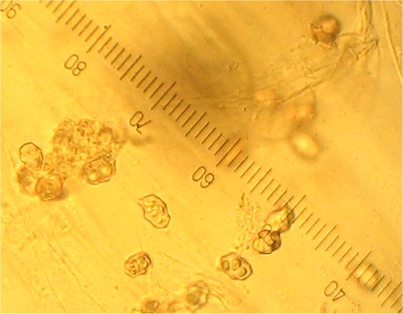 Entoloma leochromus image