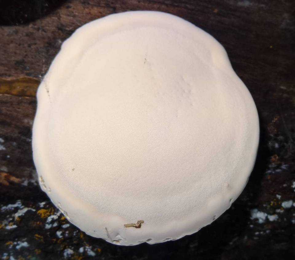 Ganoderma fornicatum image