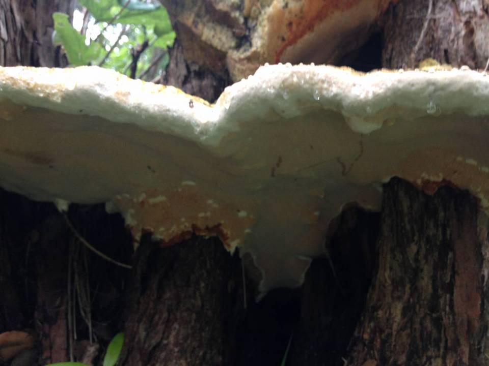 Rigidoporus ulmarius image