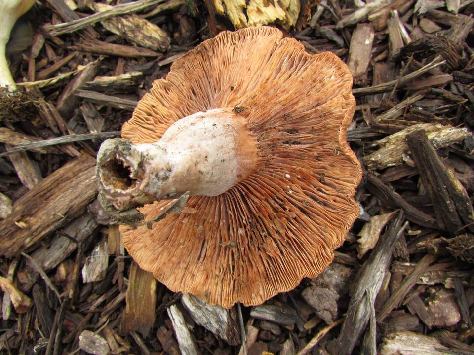 Lactarius areolatus image