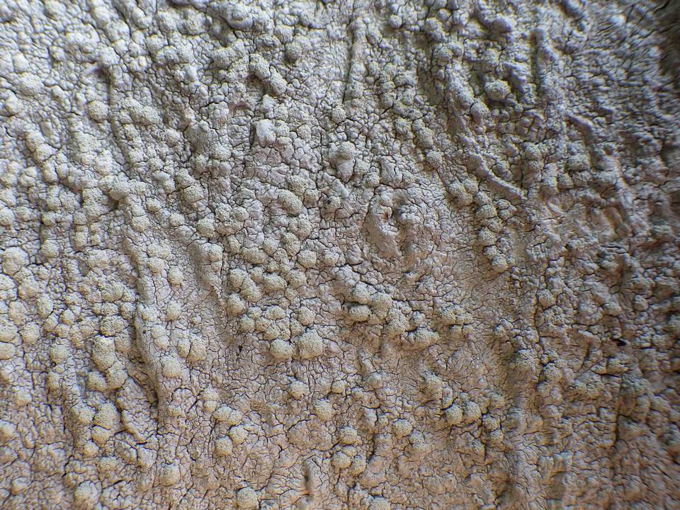 Pertusaria hemisphaerica image