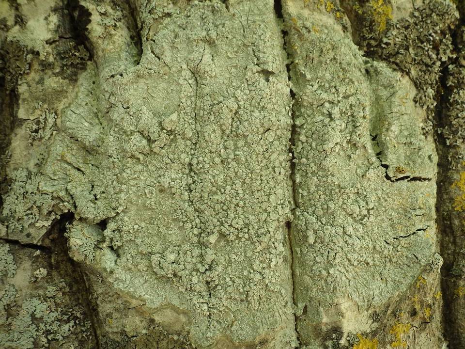Pertusaria albescens var. albescens image