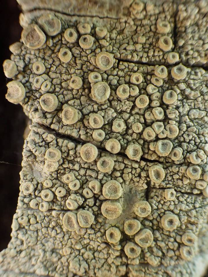 Ochrolechia parella image