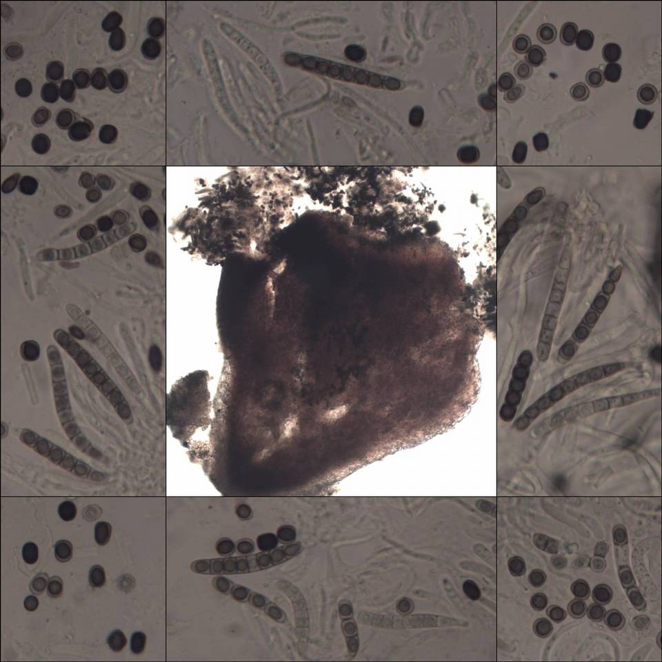 Sphinctrina paramerae image